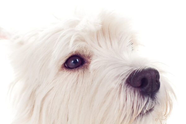 Depositphotos 2701309 original