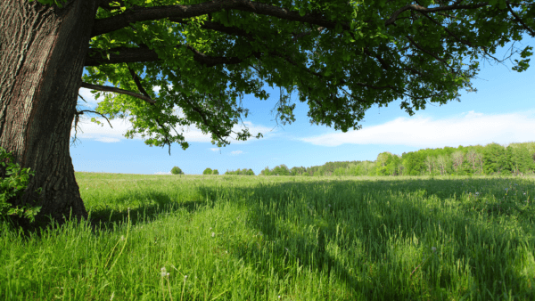 Say Goodbye to Anxiety Meditation by Steven Webb