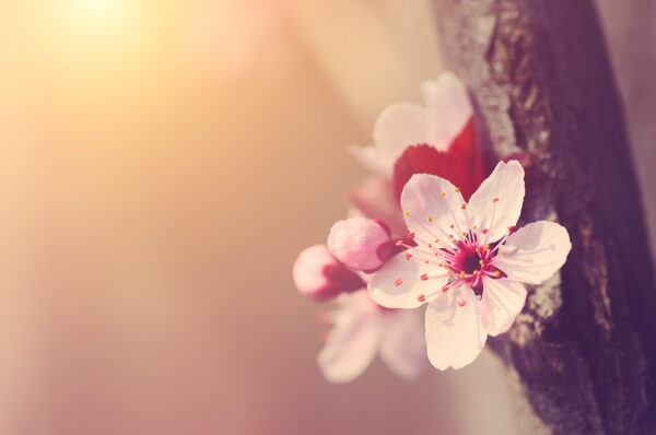 Background 1